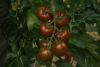 Tohum ihracatında sevindirici gelişme: Yüksel Tohum, domatesi anavatanına götürdü!